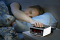 Radio despertador blanco radio am/fm pantalla 7 cm ELBE CR-932
